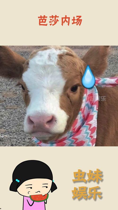 娱乐吃瓜酱好看