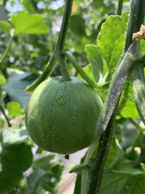 柚子娱乐吃瓜,揭秘娱乐圈最新吃瓜事件,带你领略明星幕后故事